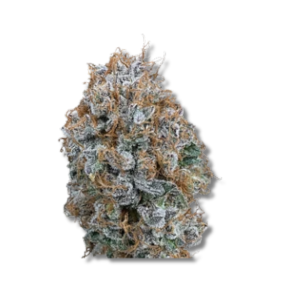 Strawberry Sour Haze - Cold Cured | 3.5g Strain | Trifecta Farms