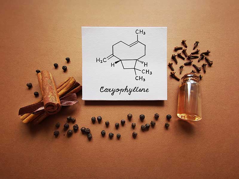 Caryophyllene terpene