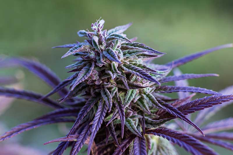 cannabis strain guide