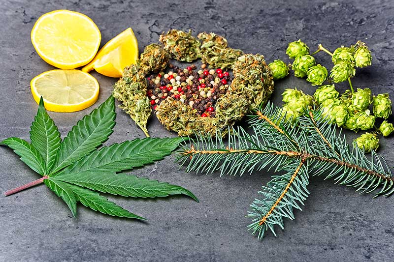 marijuana strain guide terpenes
