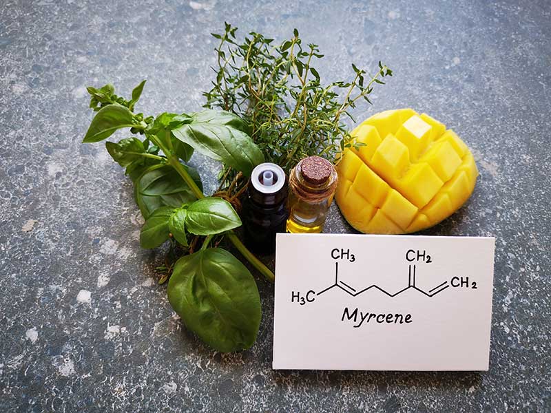 Myrcene terpene