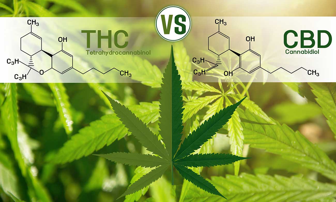 weed strains thc concentration