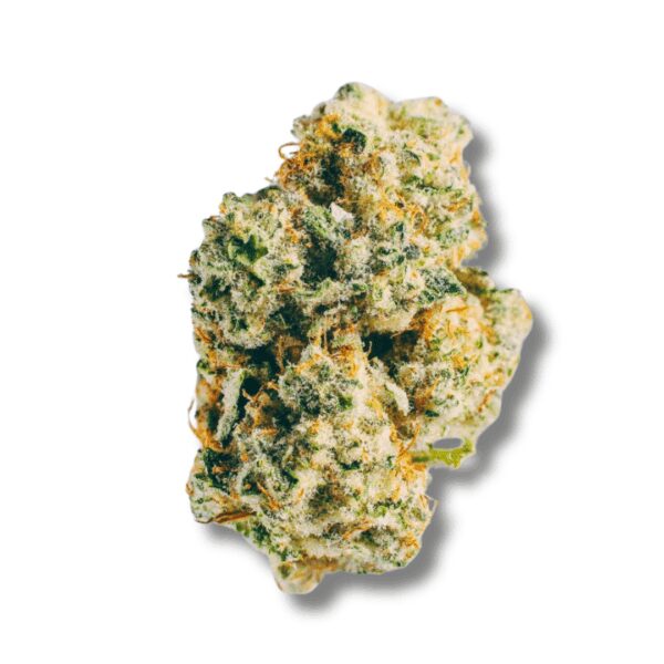 Cape White Shark | 3.5g Strain | Cape Cod Grow Lab