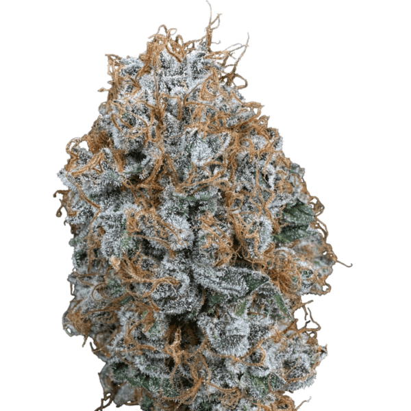 Sour Strawberry | Cold Cured | 3.5g Strain | Trifecta Farms