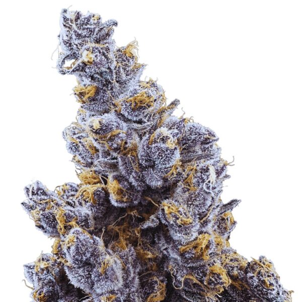 SUPER BOOF - Cold Cured | 3.5g Strain | Trifecta Farms
