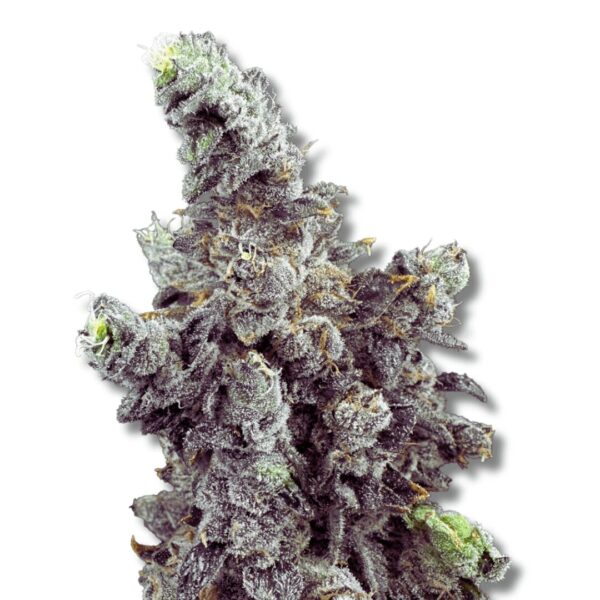 Vanilla Zoap - Cold Cured | 3.5g Strain | Trifecta Farms