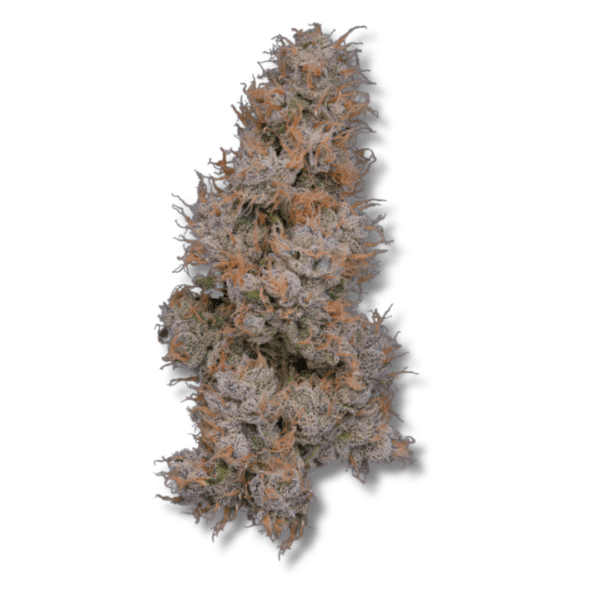 Grape Pie x Chem 4 (GP4) | 3.5g Strain | Bostica