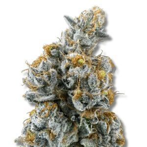 lemon cake - cold cured - 28g strain | trifecta farms | rolling releaf Lemon Cake - Cold Cured - 28g Strain | Trifecta Farms