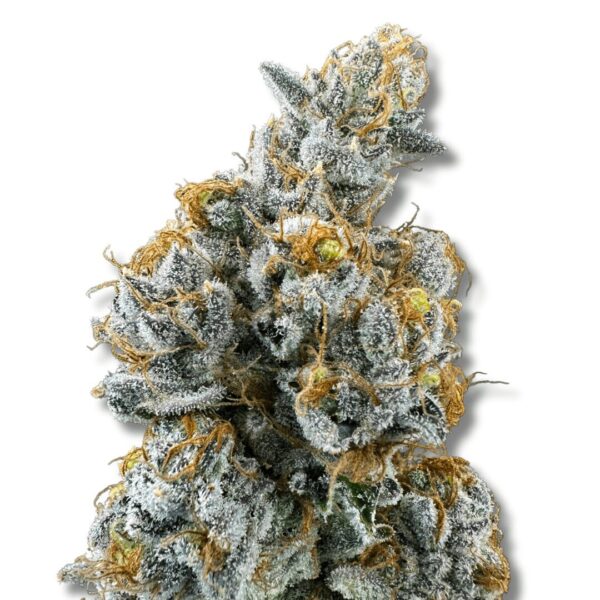 Lemon Cake - Cold Cured | 3.5g Strain | Trifecta Farms