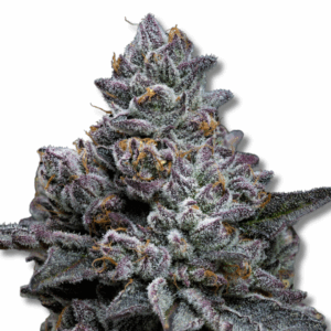 Apple Fritter - Cold Cured - 3.5g Strain | Trifecta Farms