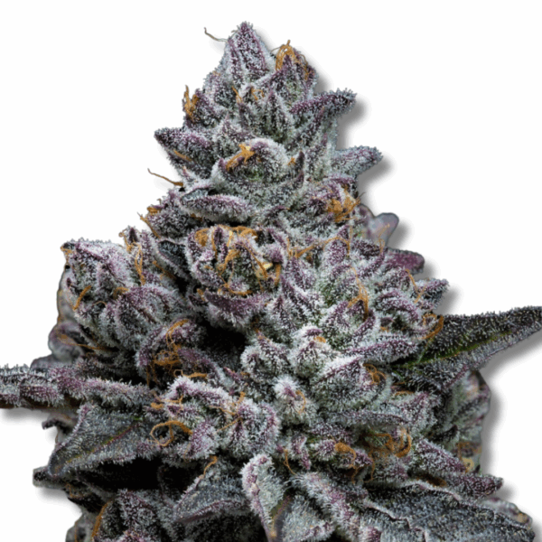 Apple Fritter - Cold Cured - 3.5g Strain | Trifecta Farms