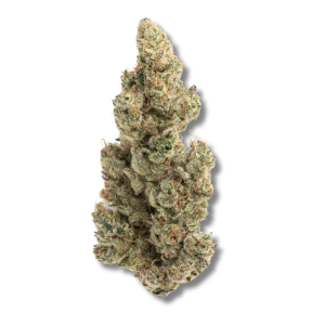 Bubblegum Sherb | 3.5g Strain | PERPETUAL