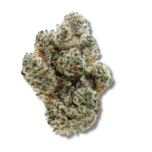 Gastronaut - 3.5g Strain | Bostica