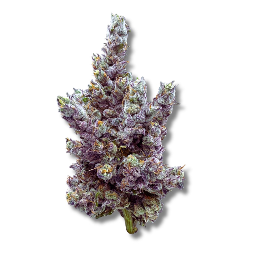 Glue Dream | Cold Cured | 3.5g