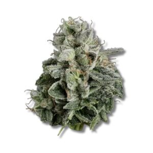 Skunkset - Black Amber