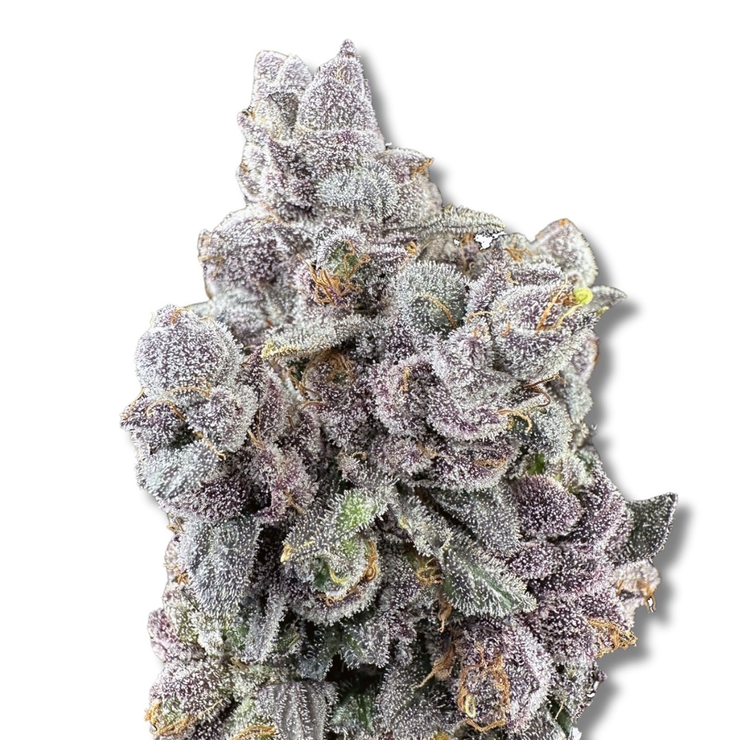 Garlic Sherbert x Twisted Ice Cream - Cold Cured | 3.5g