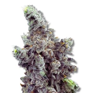 Vanilla Zoap - Cold Cured